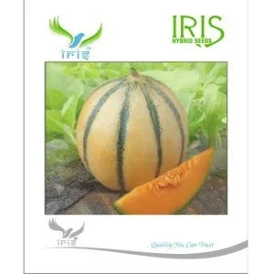 Iris Hybrid Melon Seeds – High Quality, Easy Grow, Indian Climate