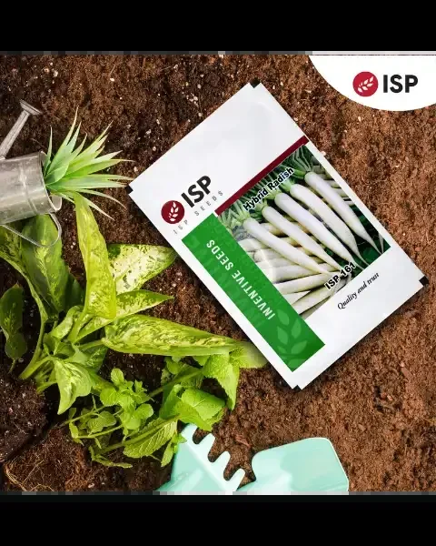ISP161 Radish Seeds – Long White Roots, Tasty & Early-Maturing