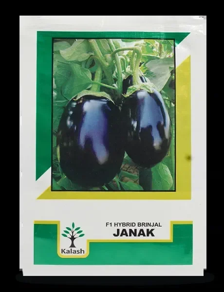 Janak Brinjal Seeds – Black Shining, Oval Oblong, Thornless
