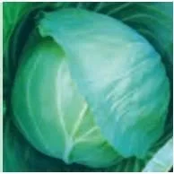 KIRTI CABBAGE