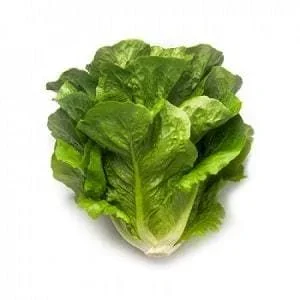 Maximus RZ Cox Lettuce Seeds – Robust Green Cos, Good Head Filling