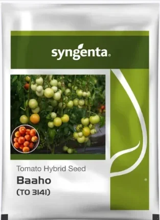 Syngenta Baaho Tomato Seeds – Hybrid Tomato Seeds for High Yield
