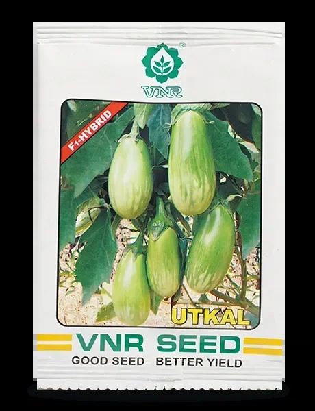 Utkal F1 Hybrid Brinjal Seeds – Green Variegated, Early maturity, High Yield